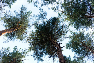 Bottom view of tall coniferous pine trees. Blue sky in the background.