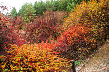 View of beautiful autumn park © Pixel-Shot