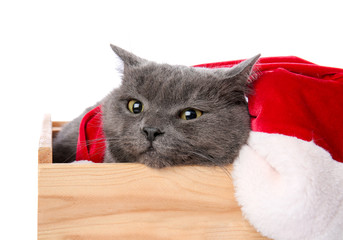 Cute funny cat with Santa hat in wooden box on white background