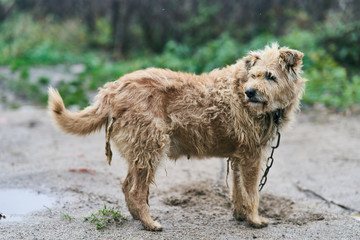 Fototapeta na wymiar Old groomed a dog. Dog on a chain