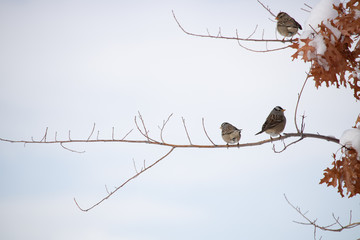 birds on branch