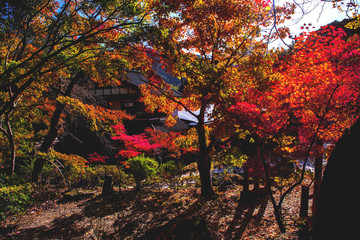 魚楽園の紅葉