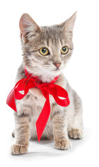 Cute funny cat with red ribbon on white background