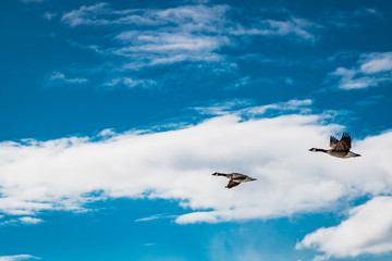 Birds flying