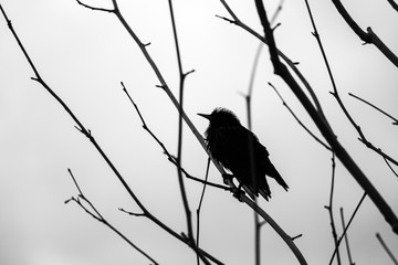crow on branch