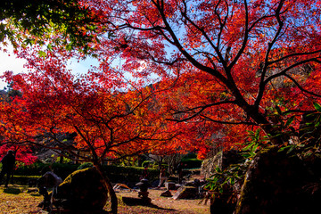 魚楽園の紅葉