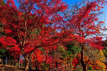 魚楽園の紅葉