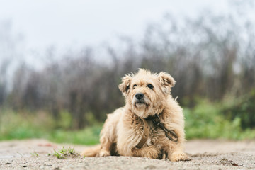 Old groomed a dog. Dog on a chain