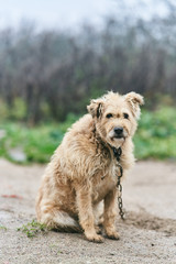 Old groomed a dog. Dog on a chain