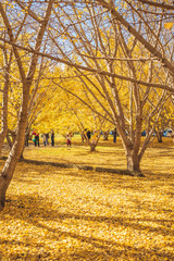 日本の秋「イチョウの黄金世界」