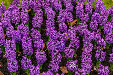Flowerbed of violet hyacinths in garden
