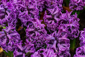 Flowerbed of violet hyacinths in garden