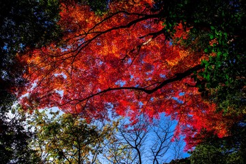 魚楽園の紅葉