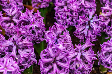 Flowerbed of violet hyacinths in garden