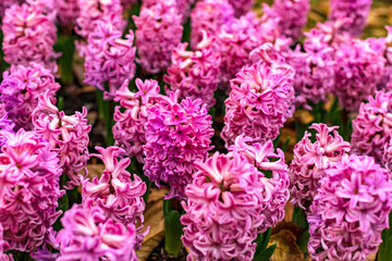 Flowerbed of pink hyacinths in garden