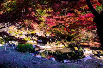 魚楽園の紅葉