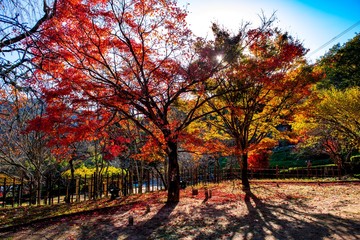 Fototapeta premium 魚楽園の紅葉