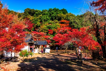 魚楽園の紅葉