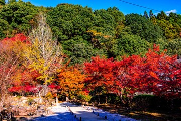 魚楽園の紅葉