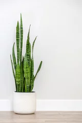 Tuinposter Snake plant (Sansevieria) against a gray wall with copy space © LUGOSTOCK