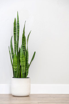 Snake plant (Sansevieria) against a gray wall with copy space