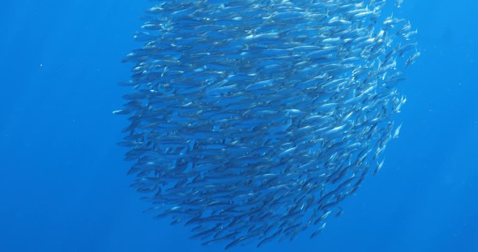 Bait ball of sardines and Mackerel in Magadalena Bay, Baja Califonnia Sur, Mexico.