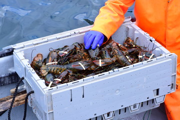 Tub of Lobster with Blue Gloved Hand