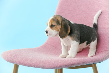 Cute beagle puppy on chair against color background