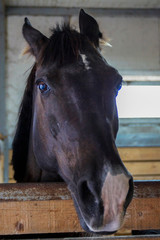 friend's look, horse in the corral, horse curiosity