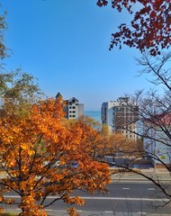 autumn in a city square, a lantern and yellow foliage