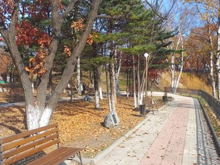 autumn in a city square, a lantern and yellow foliage