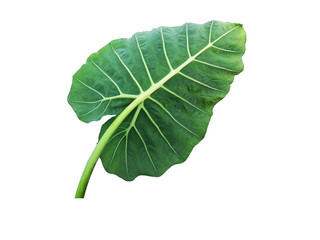 Obraz premium Elephant ear leaf isolated on white background, Natural and organic fresh leaf