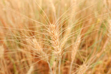 Wheat crop in field on sunny day