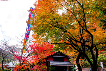 篠栗の紅葉