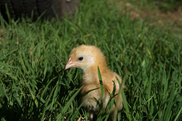 yellow chick in a green grass on a sunny day and an unfocused background