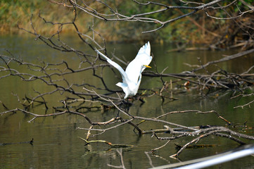 White stork in the natural environment