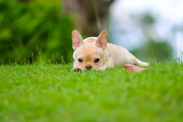 Abwaschbare Fototapete Französische Bulldogge Süße französische Bulldogge, die auf der grünen Wiese spielt