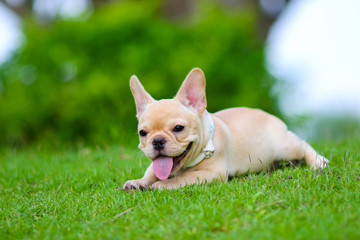 Cute French bulldog playing on green field