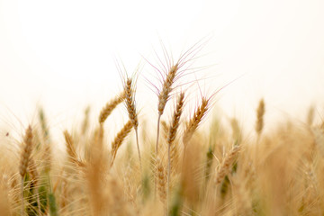Wheat crop field. Ears of golden wheat close up. Ripening ears of wheat field background. Rich harvest Concept.