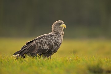 White-tailed eagle (Haliaeetus albicilla) , sunset , Poland