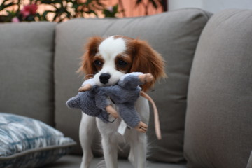 Cavalier with a toy