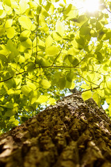 Close-up in a tree trunk with some green leaves