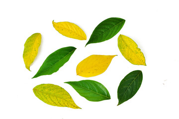 Leaves isolated on white background