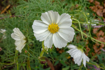 屋外に咲いた白いコスモスの花