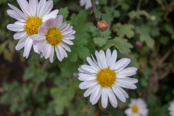 屋外に咲いた白いリュウノウギクの花