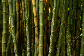 Bamboo trees