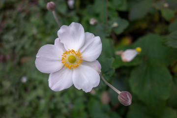 屋外に咲いた白いシュウメイギクの花