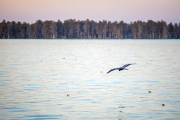 Flying bird