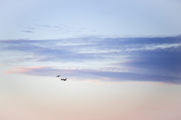 Flying Birds