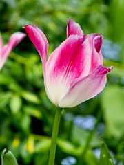 Pink tulips